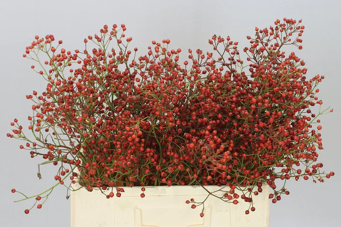 Šípky Prinsberry Red • 60 cm