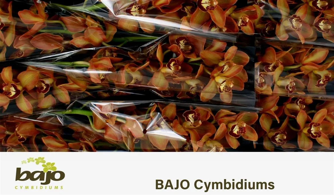 Orchidea Cymbidium Charly Brown, celá stonka • 60 cm