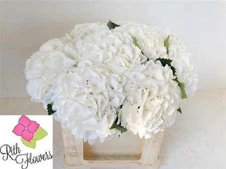Hyd Schneeball • 50 cm