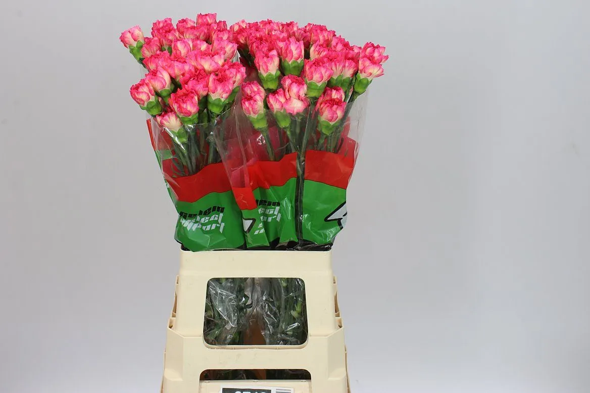 Karafiát Spritz • 65 cm