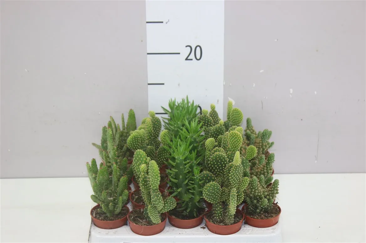 Opuntia Mix • črepník 5,5 cm