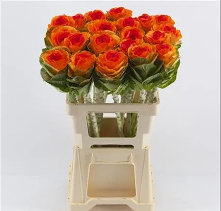 Brassica Painted Orange Red Glitter • 60 cm