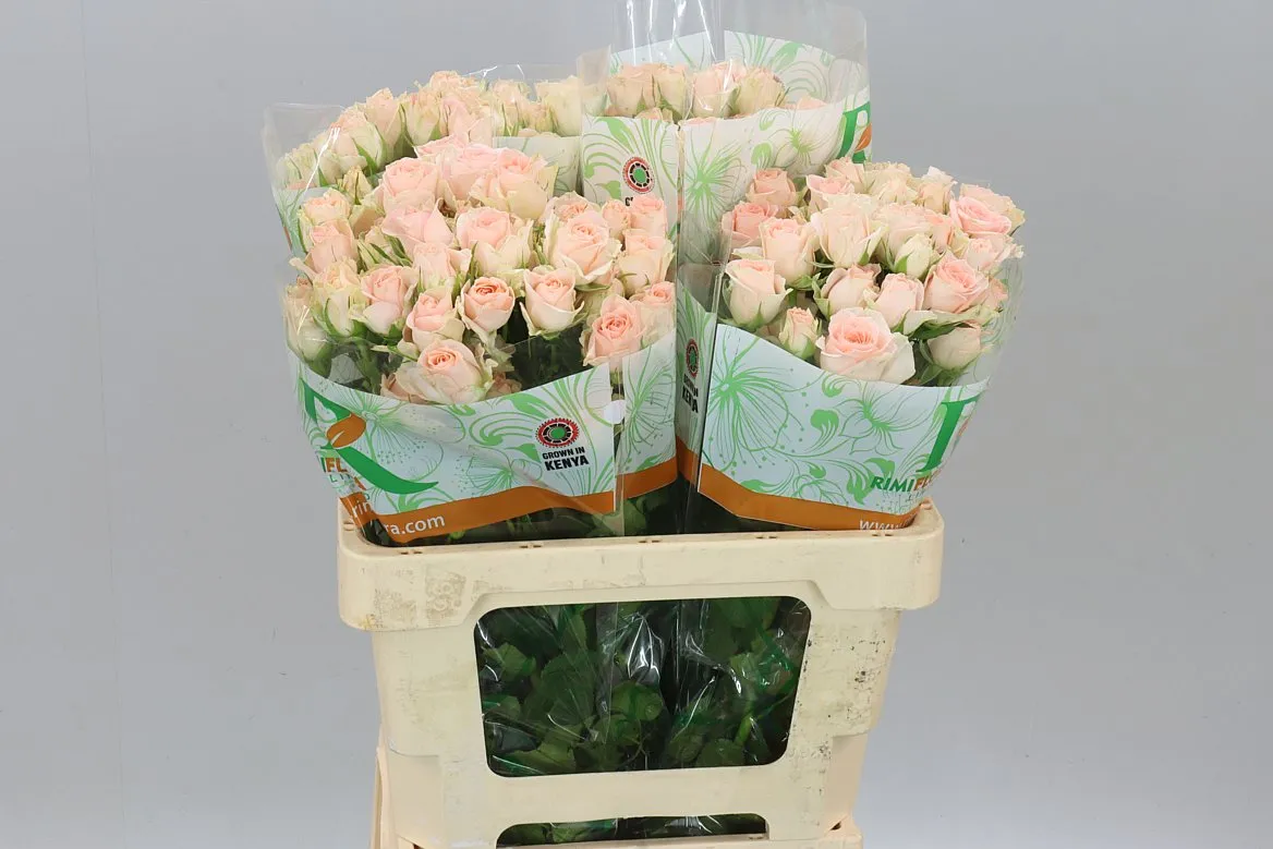 Rosa Tr Sweet Sara • 60 cm