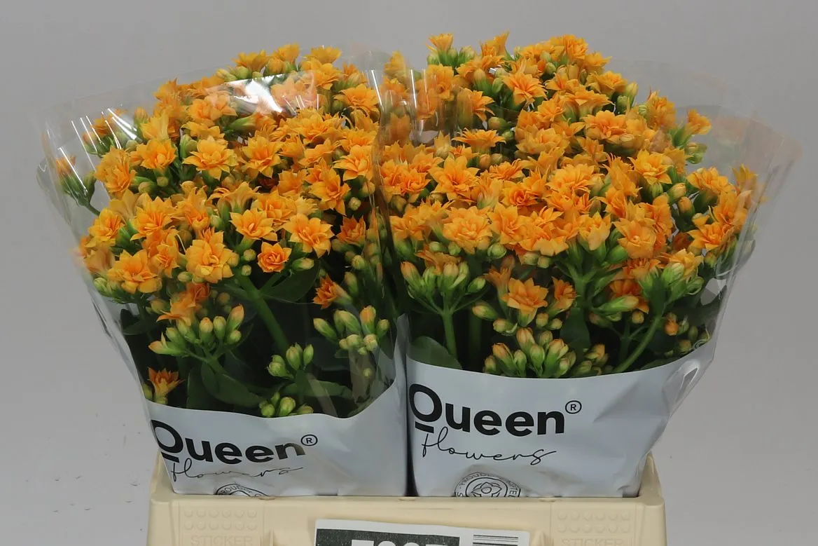 Kalanchoe 'brilliant Orange' • 40 cm