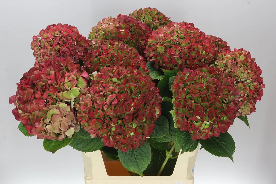 Hortenzia Glowing Alps Classic Green Red • 80 cm