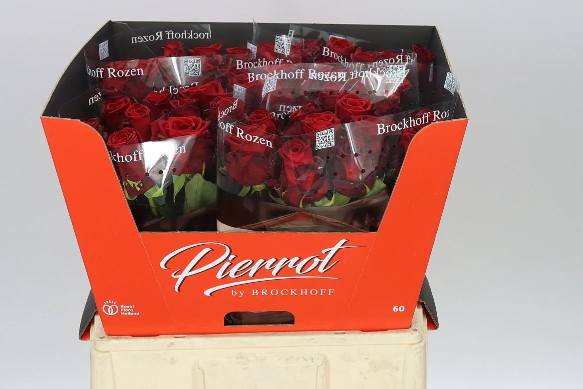 Rosa Gr Red Naomi Brock • 60 cm