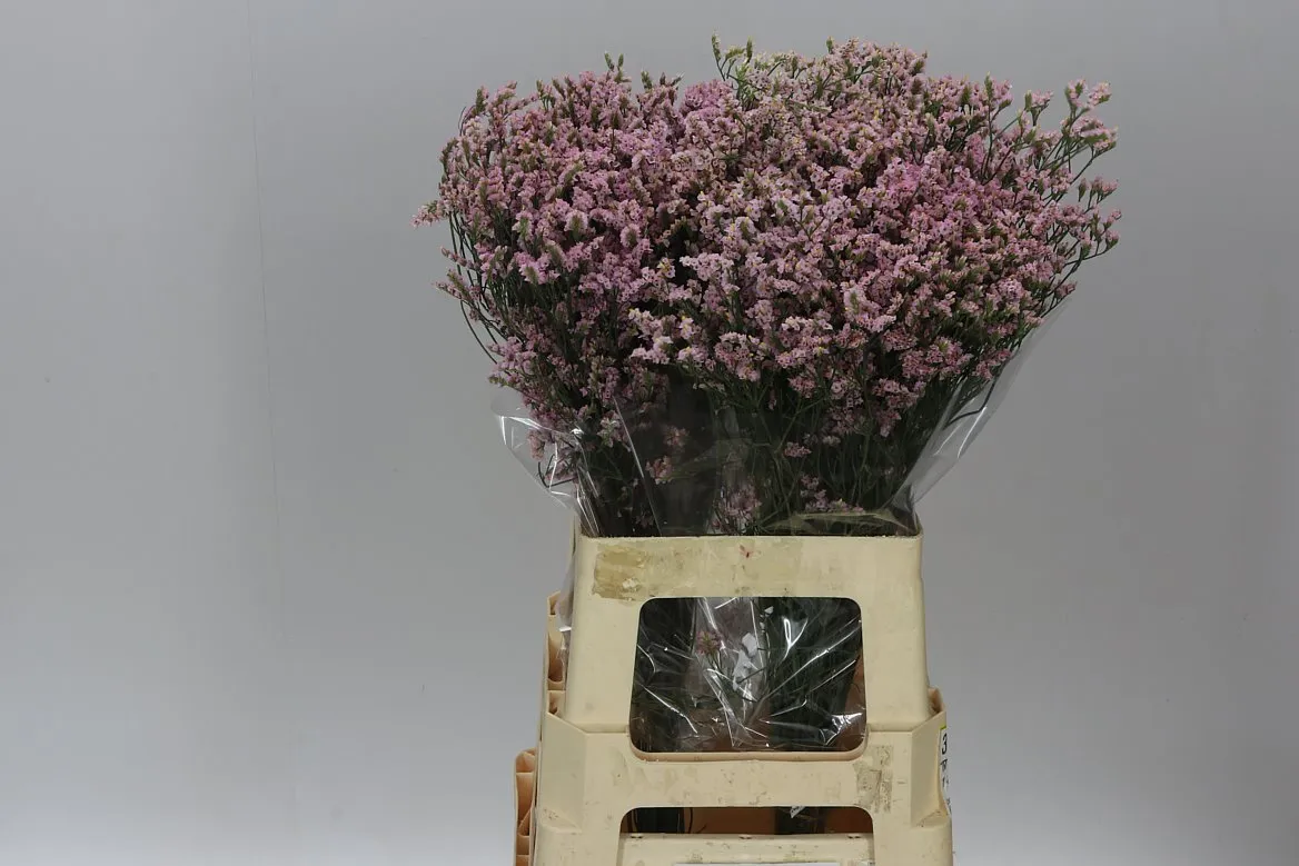 Limónium Sin China Pink • 70 cm