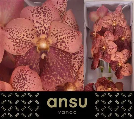 Orchidea Vanda Su Leop Coral • 25 cm
