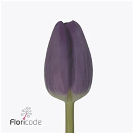 Tulipa En Bullit
