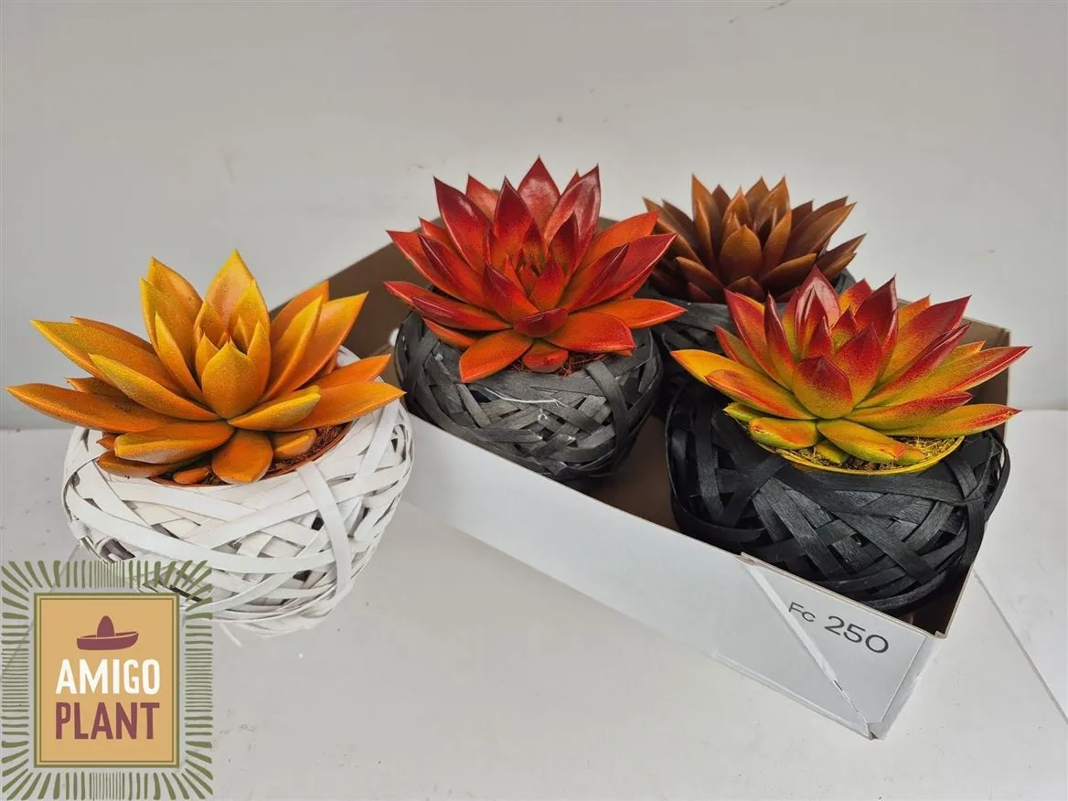 Echeveria Miranda Bicolor In Mand • črepník 10,5 cm
