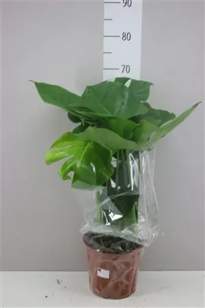 Monstera Deliciosa • črepník 21 cm