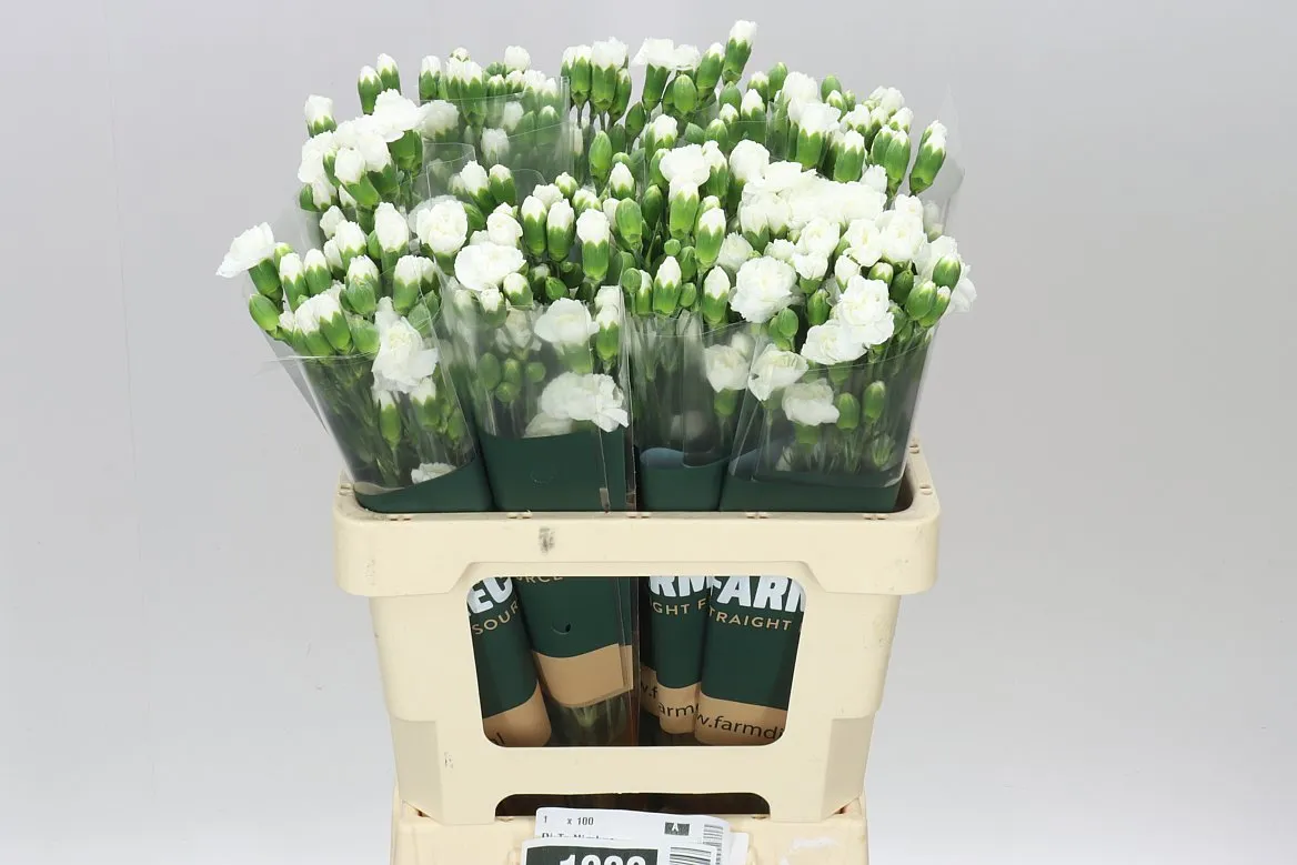 Karafiát trsový White • 60 cm