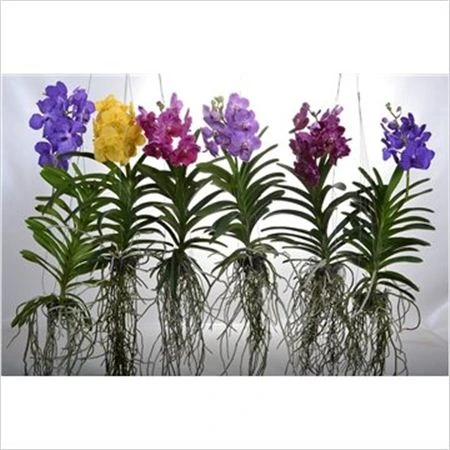 Orchidea Vanda mix Xl • črepník 17 cm
