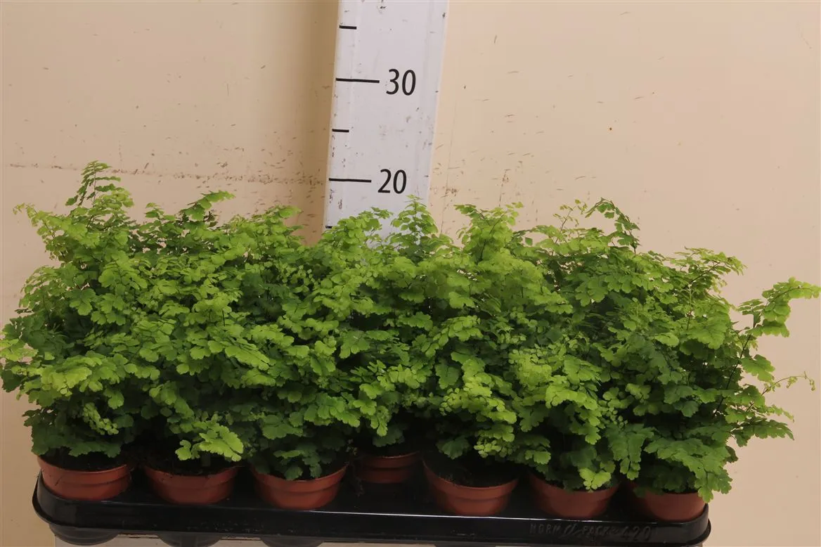 Adiantum Ra Fragrans • črepník 8,5 cm