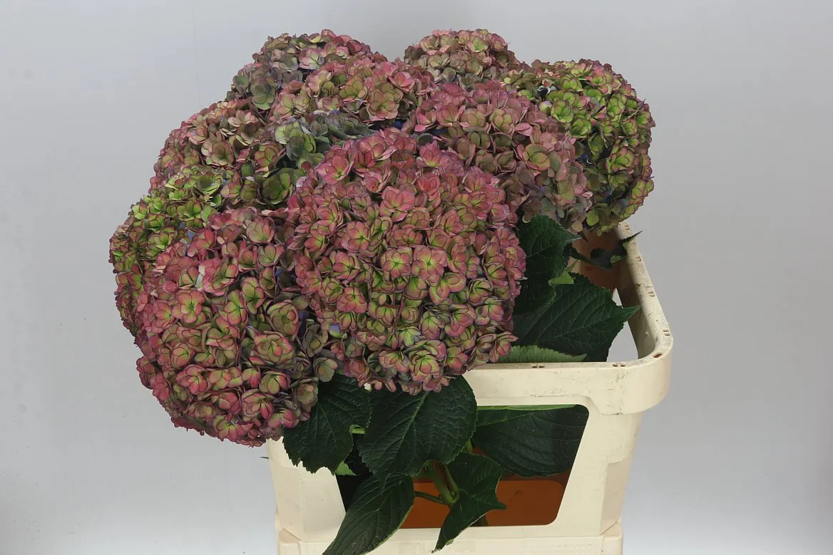 Hortenzia Anastasia Purple Classic • 80 cm