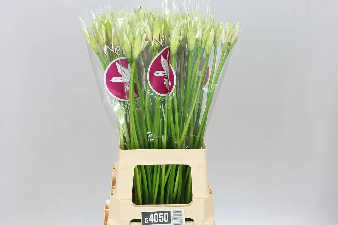 Nerine Bo Bianca Perla • 70 cm