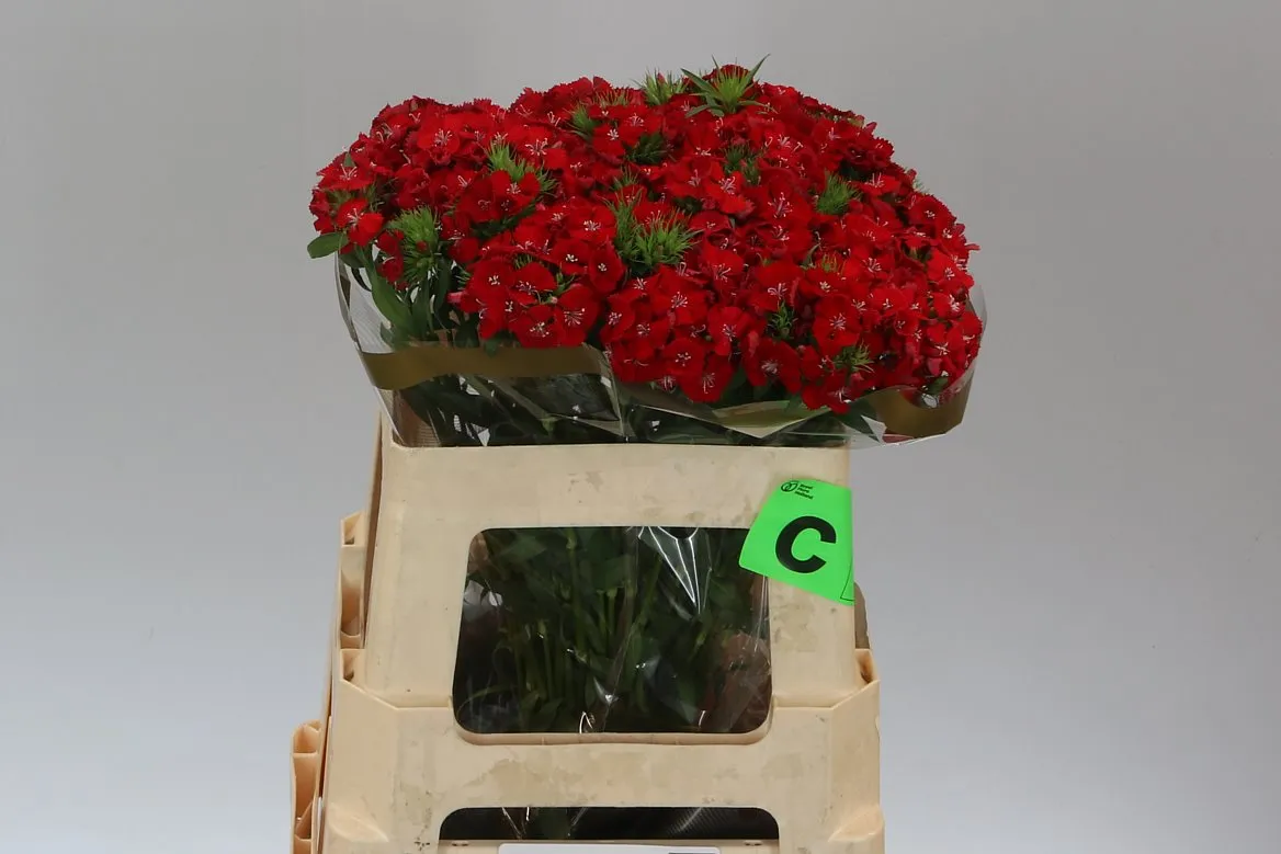 Di Barb Sweet Will Scarlet • 60 cm