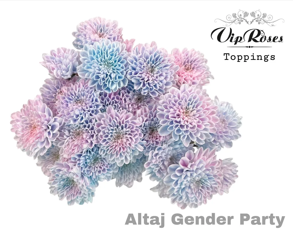 Chryzantéma trsová Altaj Gender Party • 70 cm
