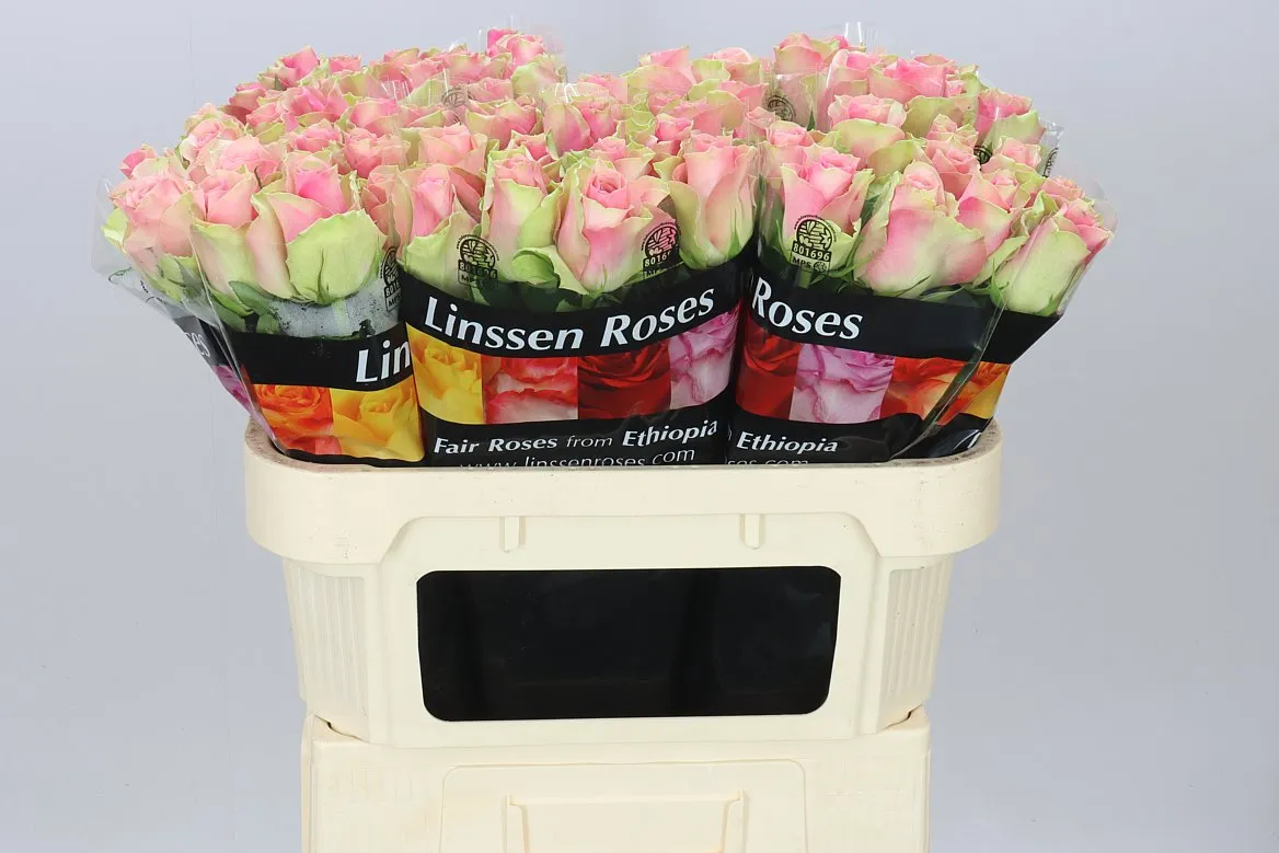 Rosa Gr Belle Rose • 70 cm