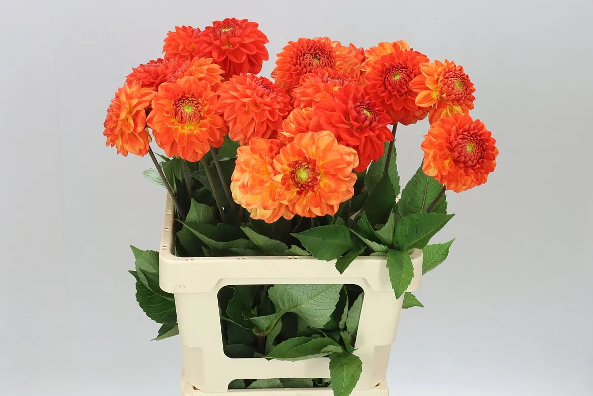 Dahlia Tropical Summer • 55 cm