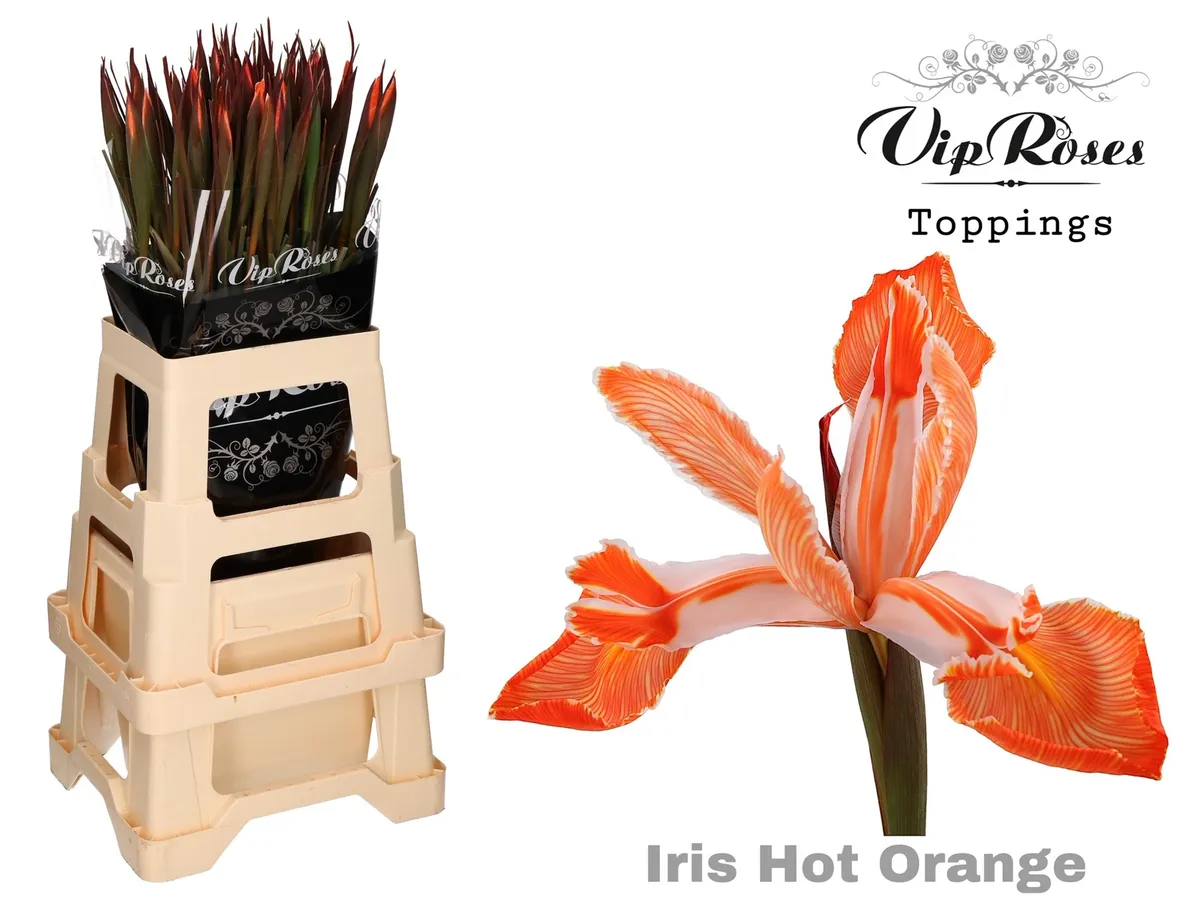 Kosatec Hot Orange • 55 cm