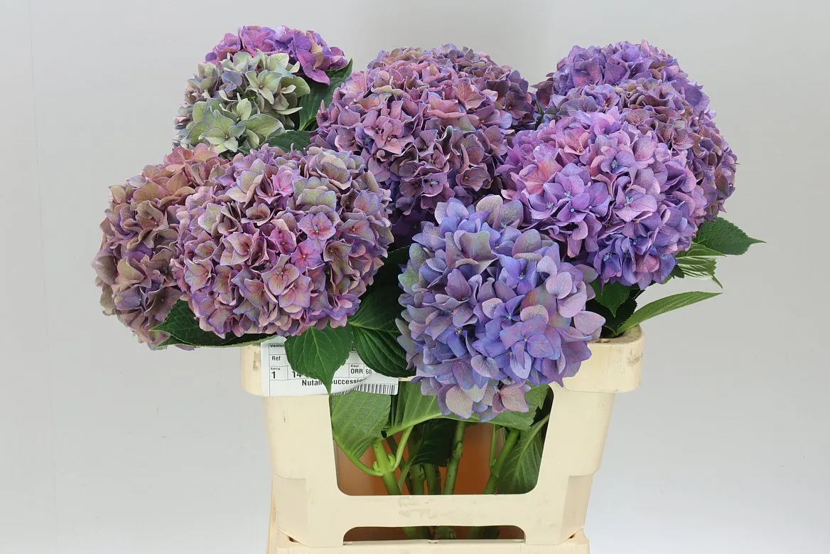 Hydrangea Rodeo Purple Classic • 60 cm