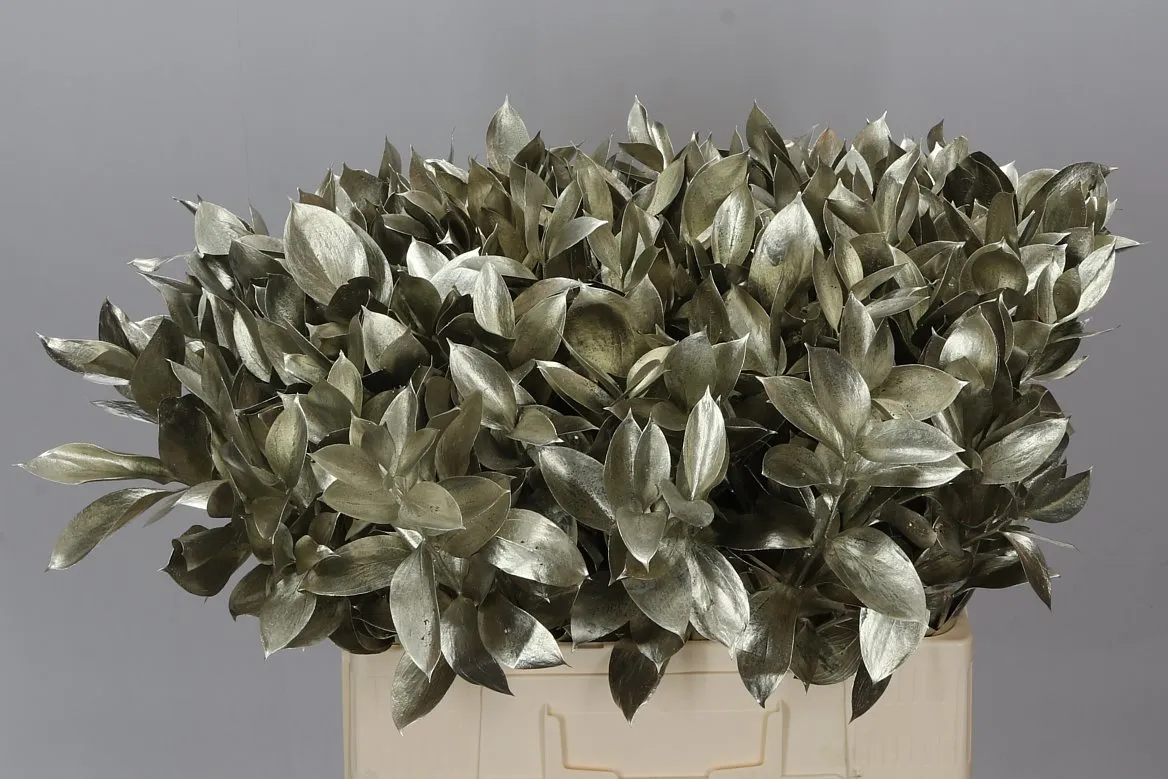 Ruskus farbený Platina • 60 cm