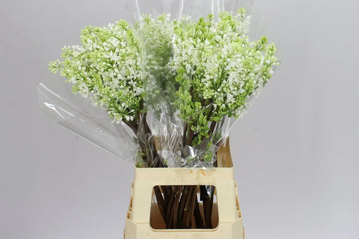 Syringa V Engler Weissen Traum • 70 cm