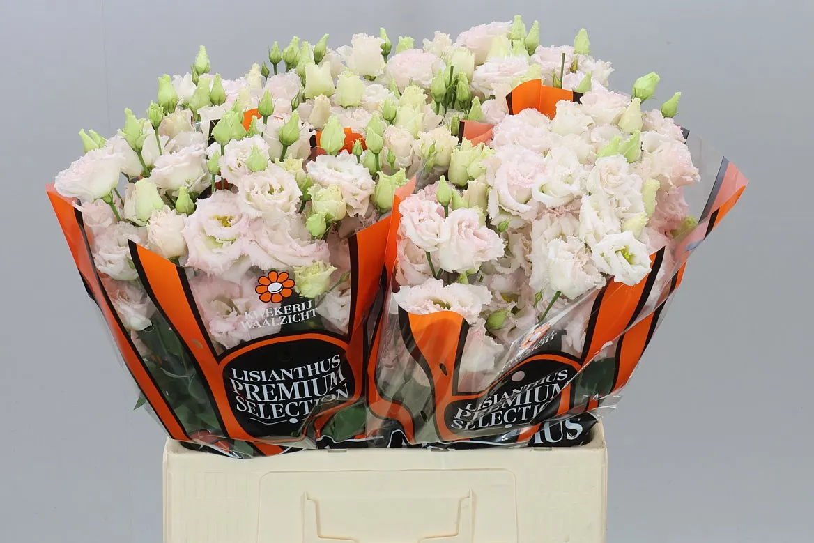 Eust Du Chac Wedding Pink 65cm • 65 cm