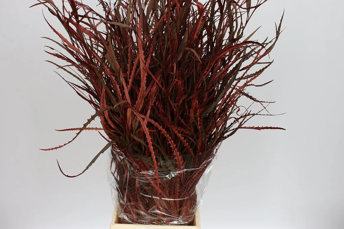 Grevilea Brown • 80 cm