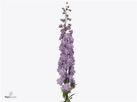 Stračonôžka Elatum Dewi Hercules • 70 cm