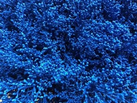 Solidago farbená Blue • 80 cm