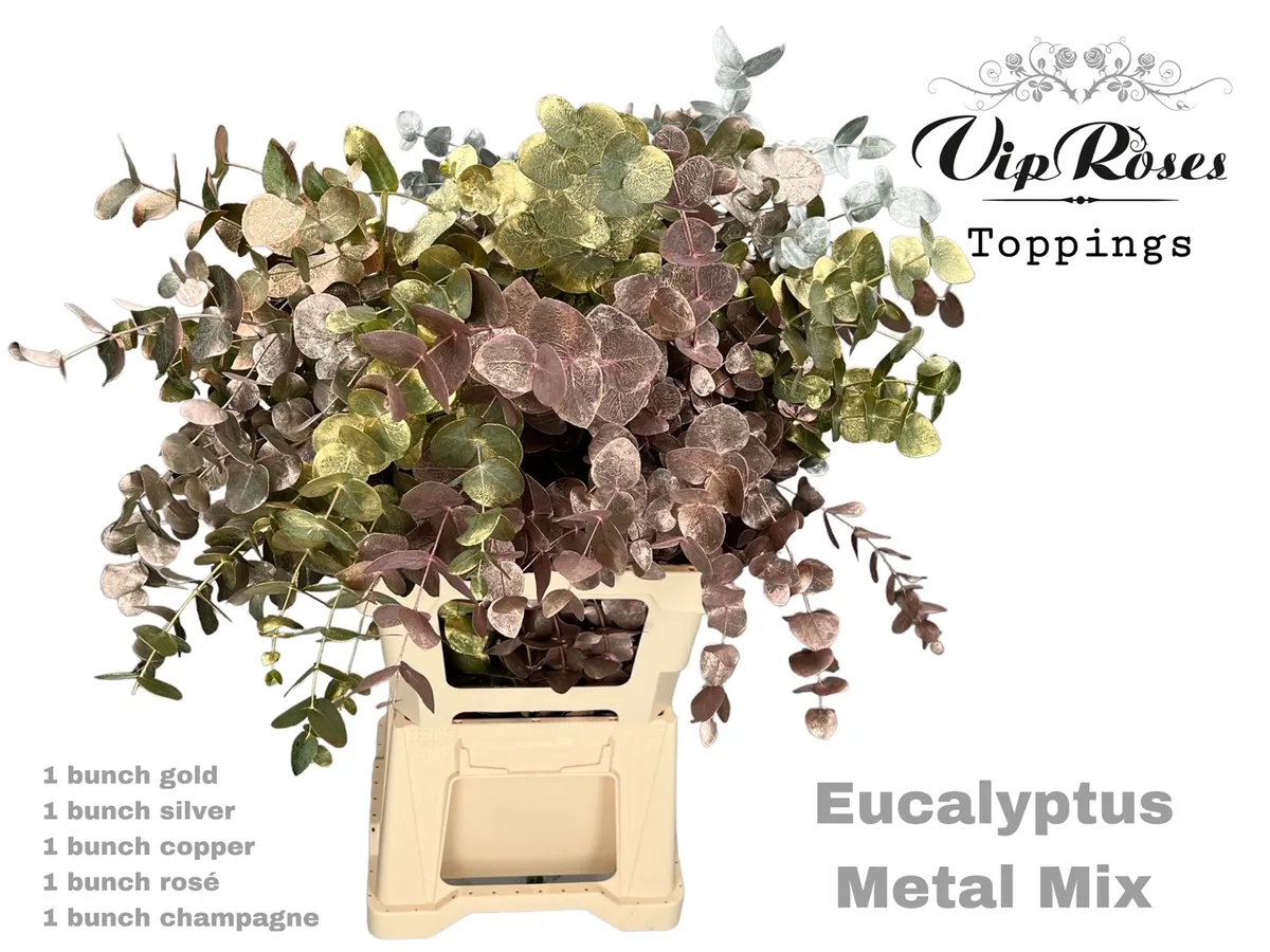 Eukalyptus Cinerea Metal mix 300 g • 65 cm