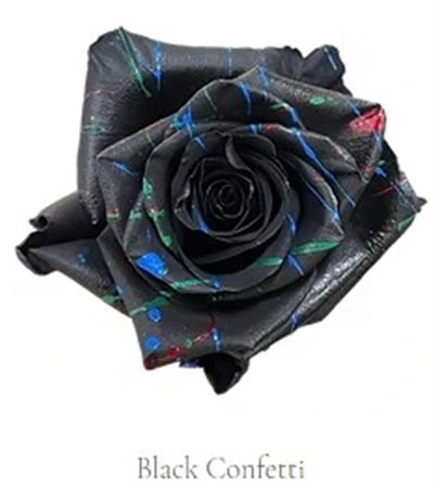 Ruža farbená Black Confetti, Ekvádor • 50 cm