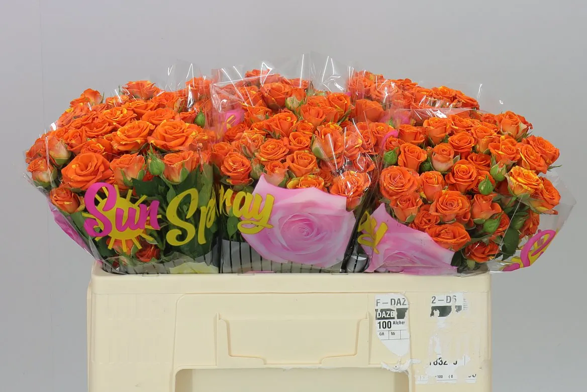 Rosa Tr Smashing • 50 cm