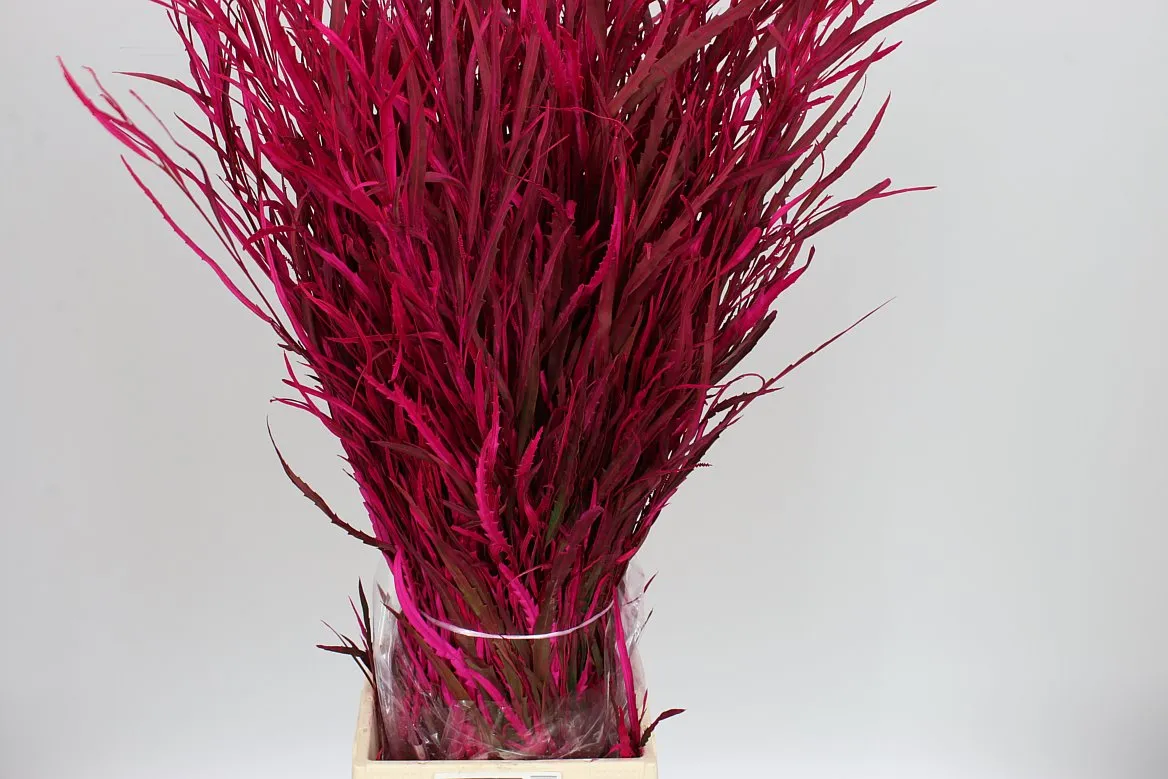 Grevilea Cerise • 80 cm