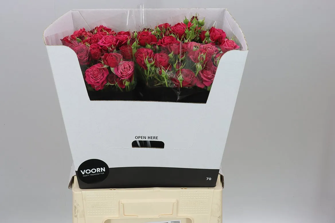 Rosa Tr Party Trendsetter • 70 cm