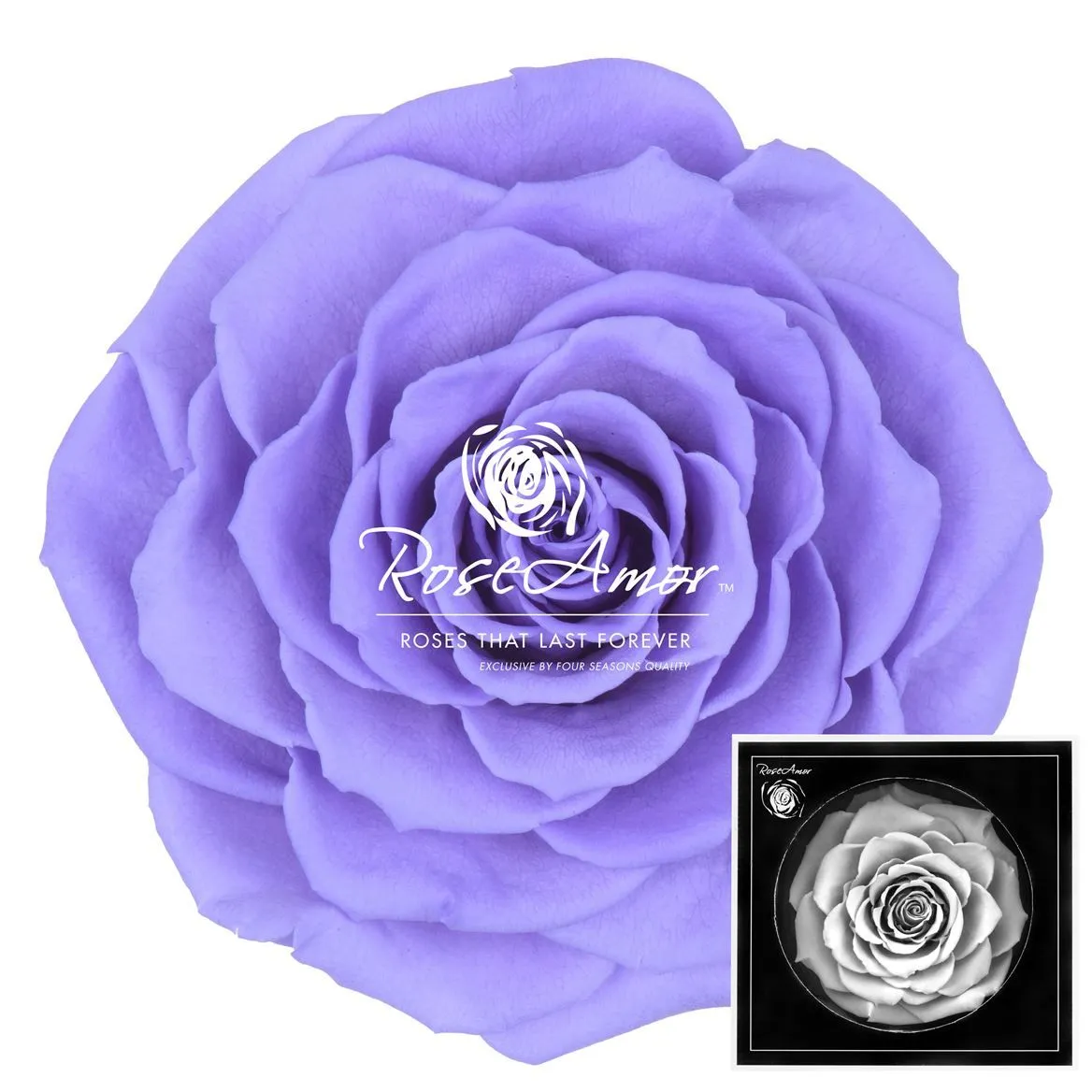 Stabilizovaná ruža Bonita ⌀ 9 cm, fialová VIO01