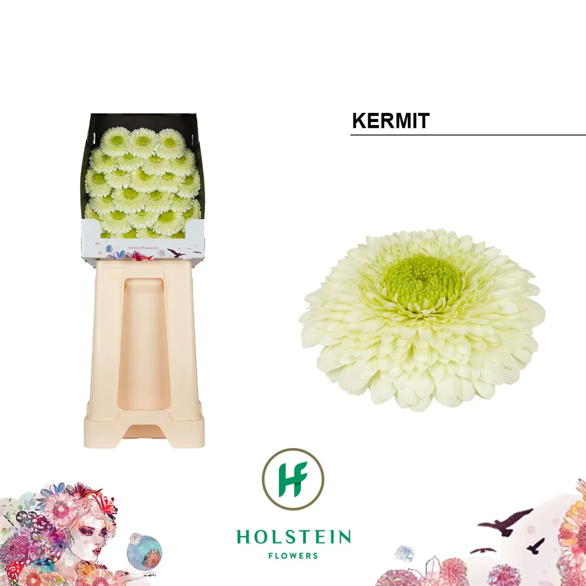 Germini Diamond P Kermit • 55 cm