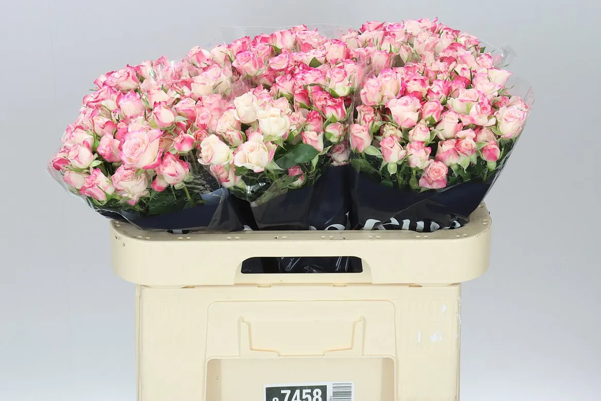 Rosa Tr Reflex 2/4 • 60 cm