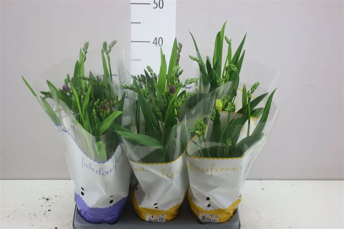 Freesia mix • črepník 13 cm