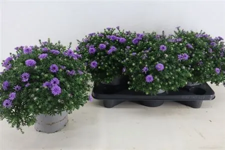 Aster D Purple Lady • črepník 17 cm