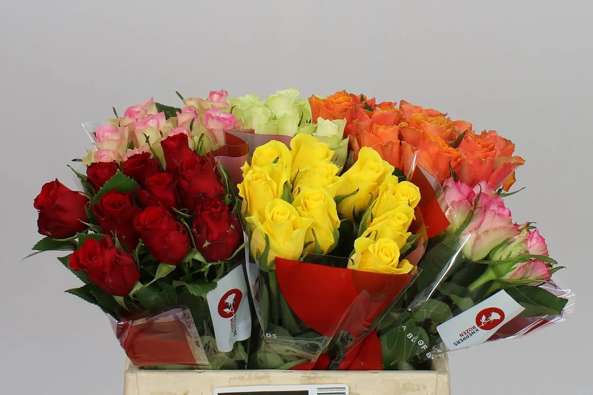 Rosa mix Africa On 10 • 50 cm