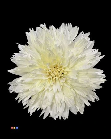 Chryzantéma veľkokvetá Undercover Pastel Yellow • 70 cm