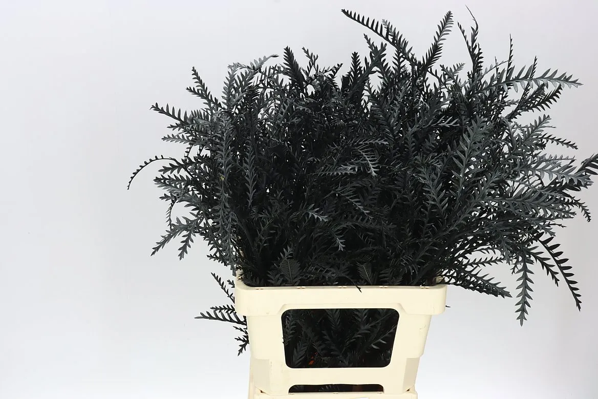 Ivanhoe Black • 60 cm