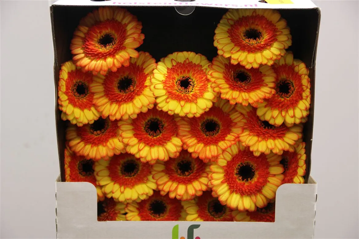 Germini Diamond Decora • 55 cm