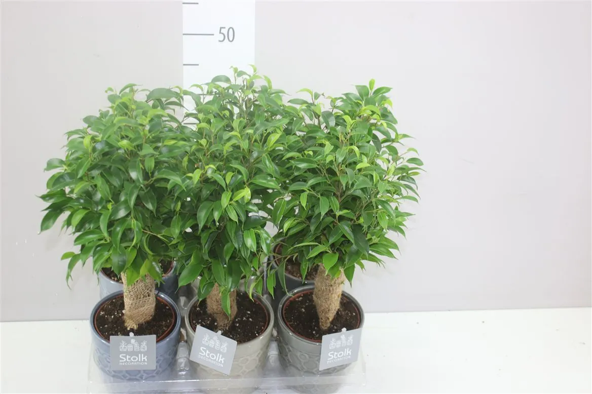 Ficus Natasja Jute Stam Gaia Keramiek • črepník 13 cm