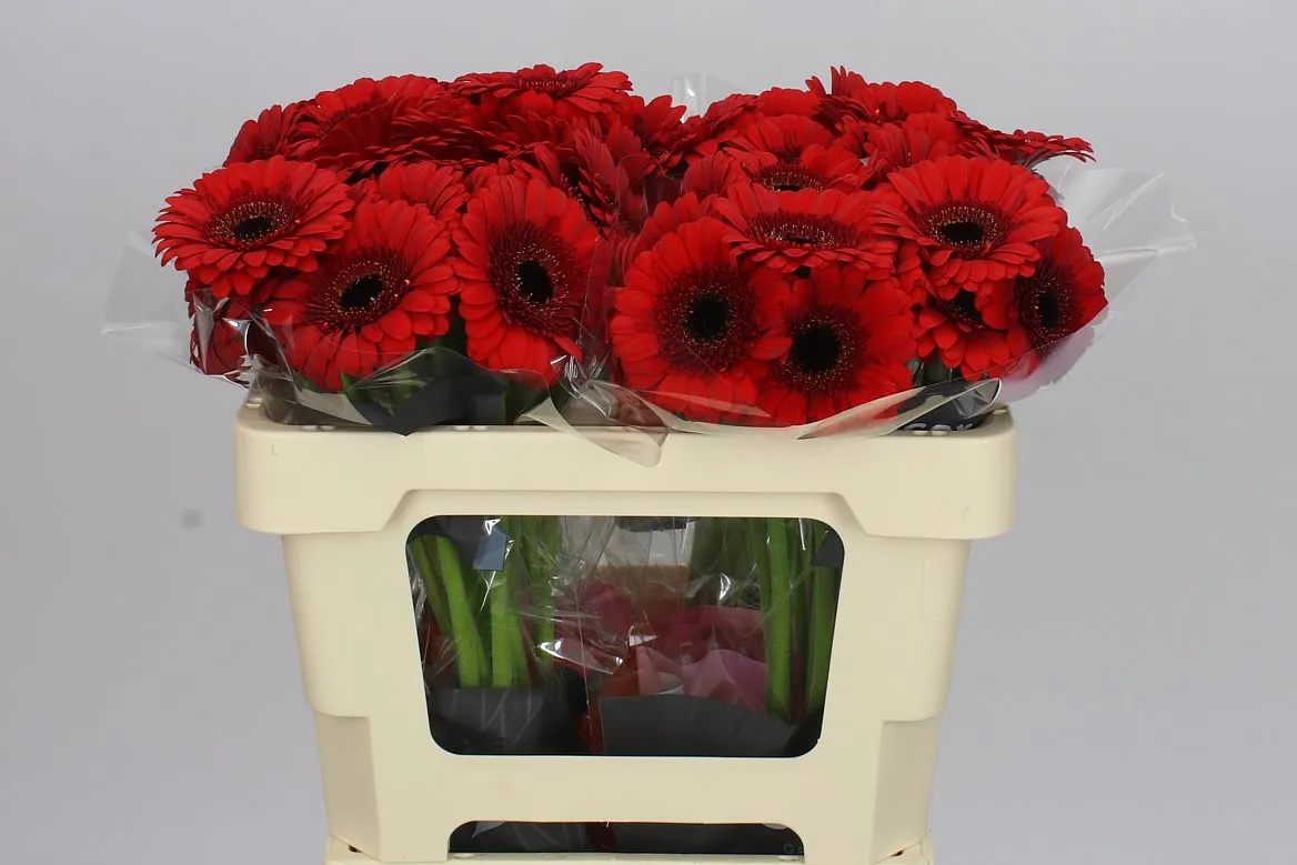 Germini Aqua Red Ruby • 50 cm
