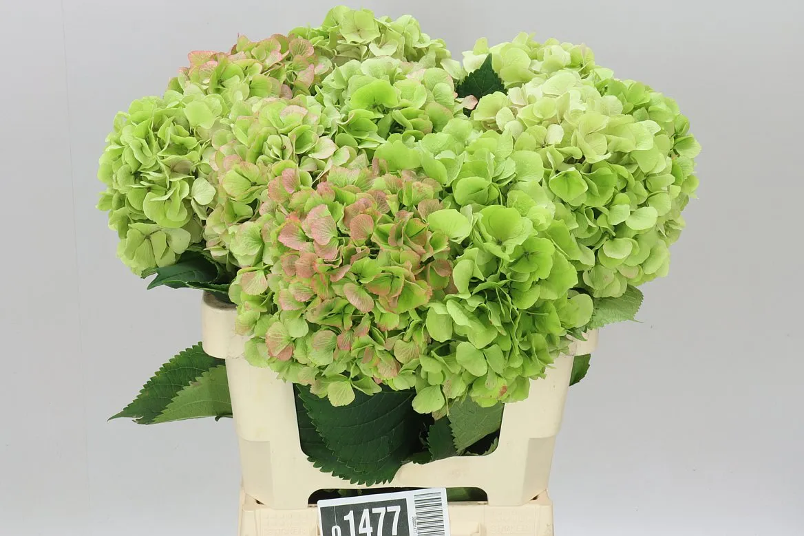Hortenzia Heaven Classic Pinky • 60 cm