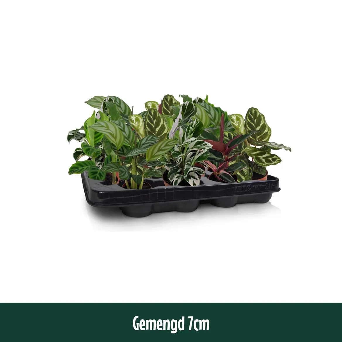 Calathea 7cm Gemengd • črepník 7 cm